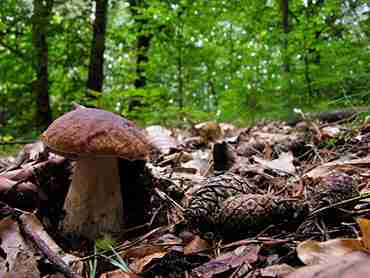  Image name: 241 Porcino.jpg 
 width: 370 pixel 
 height: 278 pixel 
 Size: 13646 bytes 
 Click to enlarge 